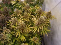 Black Bomb 12/12 +64