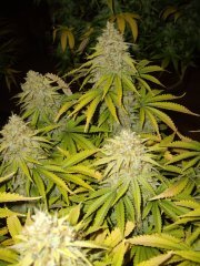 Critical Orange Punch 12/12+60