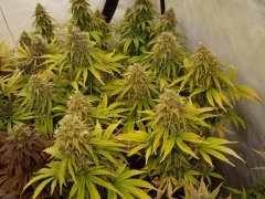 Critical Orange Punch 12/12+60