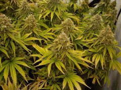 Critical Orange Punch 12/12+60