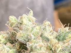 E51038FA-AE4B-4DF1-B815-E4A4371C0162.jpeg