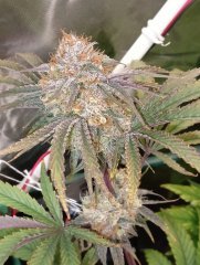 Wifi 43 somango X Querkle F55