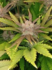 Non name F55