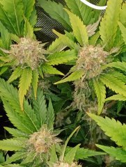 Amnesika 2.0 pheno critical F55