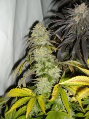 Kandy Kush 12/12+60