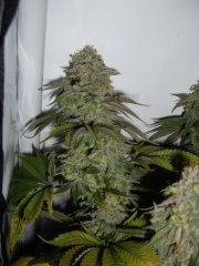 Kandy Kush 12/12+60