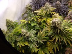 Kandy Kush 12/12+60