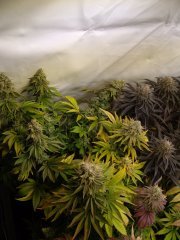 Kandy Kush 12/12+60