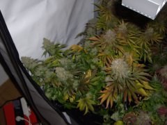 Kandy Kush 12/12 +64