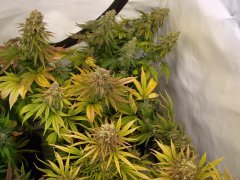 Kandy Kush 12/12 +64