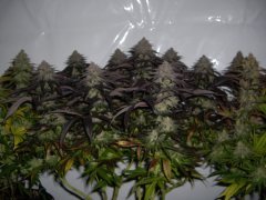 Lemon Orange 12/12+60