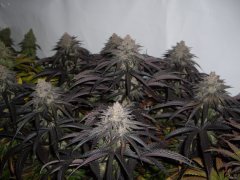 Lemon Orange 12/12+60