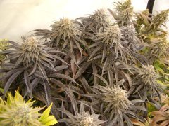 Lemon Orange 12/12+60