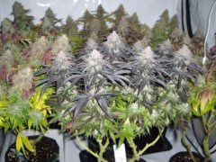 Lemon Orange 12/12 +64