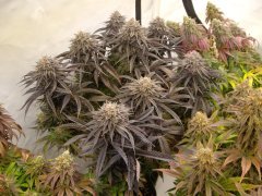 Lemon Orange 12/12 +64