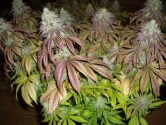 Mataro Blue 12/12+60