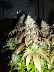 Mataro Blue 12/12+60