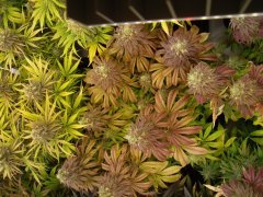 Mataro Blue 12/12+60