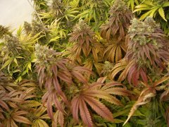 Mataro Blue 12/12+60