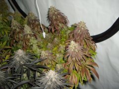 Mataro Blue 12/12 +64