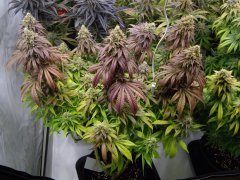 Mataro Blue 12/12 +64