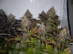 Pink Starburst 12/12+60