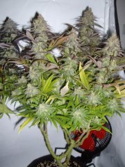 Pink Starburst 12/12+60