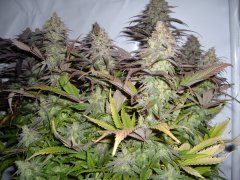 Pink Starburst 12/12+60