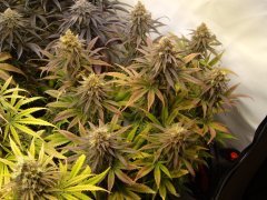 Pink Starburst 12/12+60
