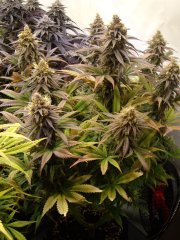 Pink Starburst 12/12+60