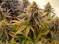 Pink Starburst 12/12+60