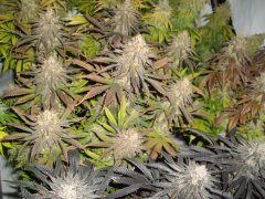 Pink Starburst 12/12 +64