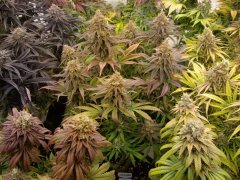 Pink Starburst 12/12 +64