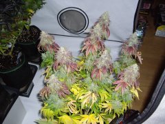 Runtz Muffin 12/12+60