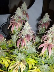 Runtz Muffin 12/12+60