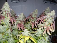 Runtz Muffin 12/12+60