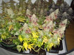 Runtz Muffin 12/12 +64