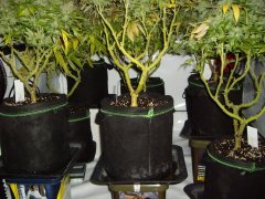 MULTIVAR 12/12+60