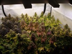 MULTIVAR 12/12+60