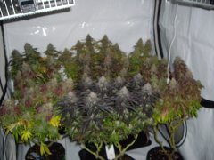 Multivar 12/12 +64