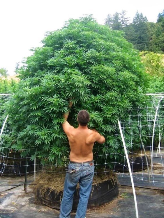 smartpot.thumb.jpg.7a555b896b15cb8c0453f4e44790dccc.jpg