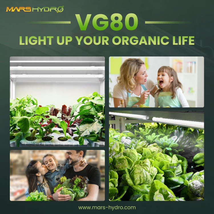 vg80.png