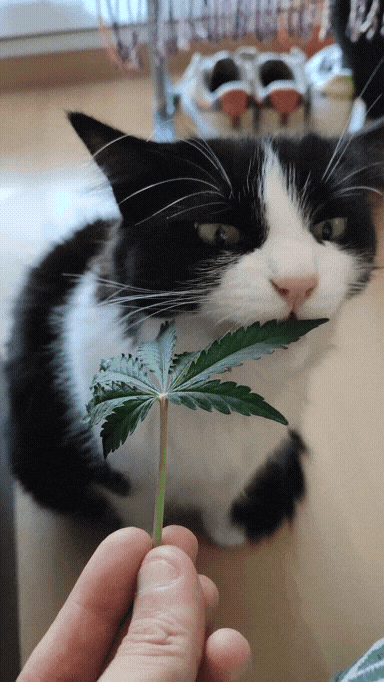 20230226_154241.gif.f0539bffafae85a9260cef10c2af6881.gif
