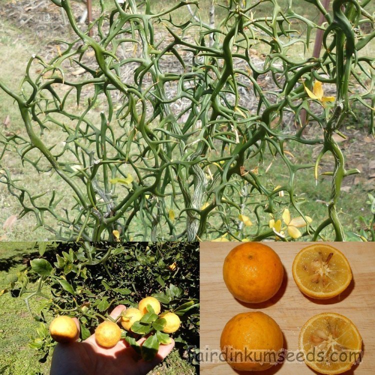 Poncirus-Trifoliata-Monstrosa-Flying-Dragon-Citrus-Seeds.thumb.jpg.b46a73ae78e9c608bc9abc2fa29caf9b.jpg