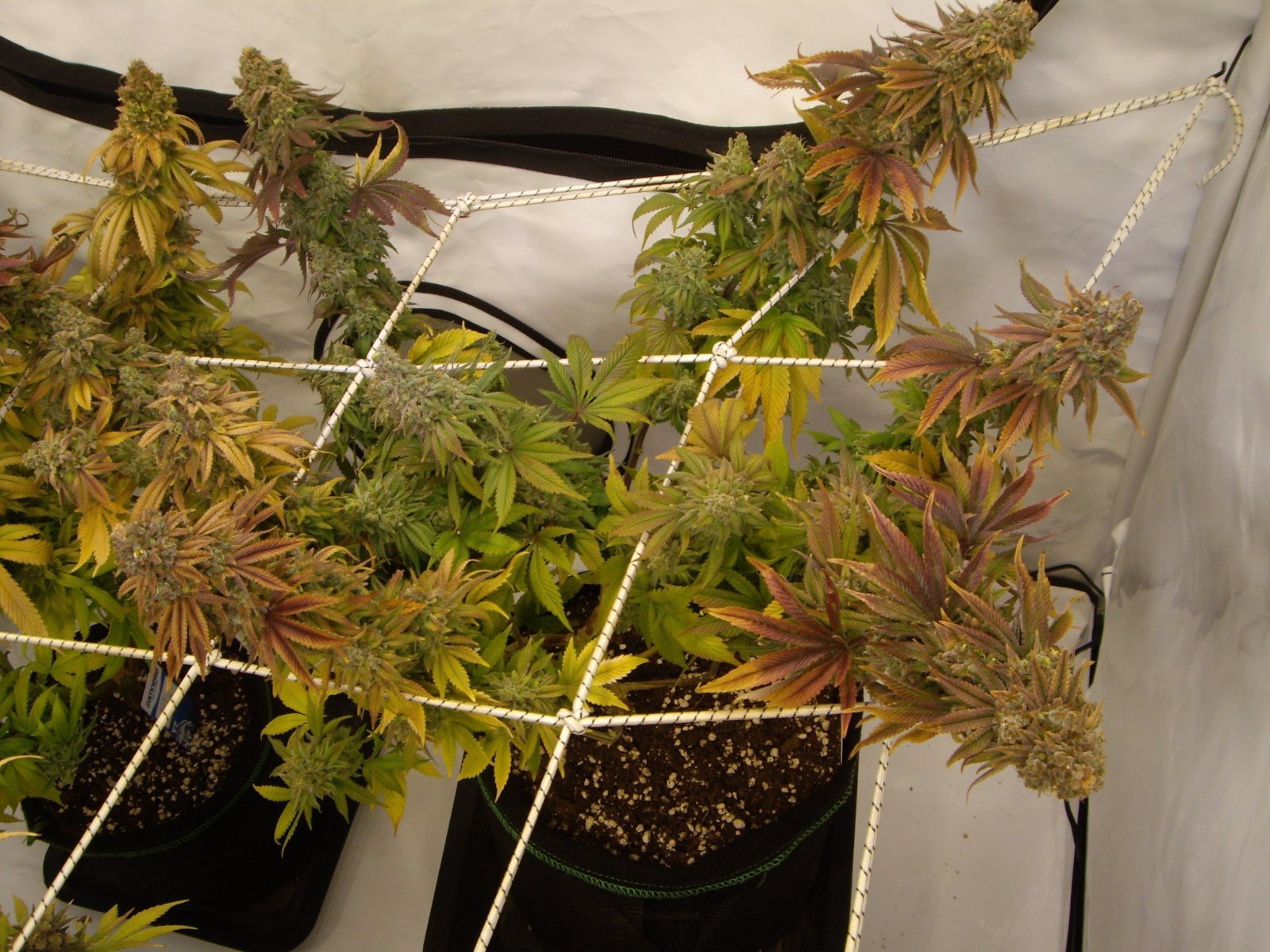 large.548449407_KandyKush2.JPG.5de13927c8efe295072d35d83504787f.JPG
