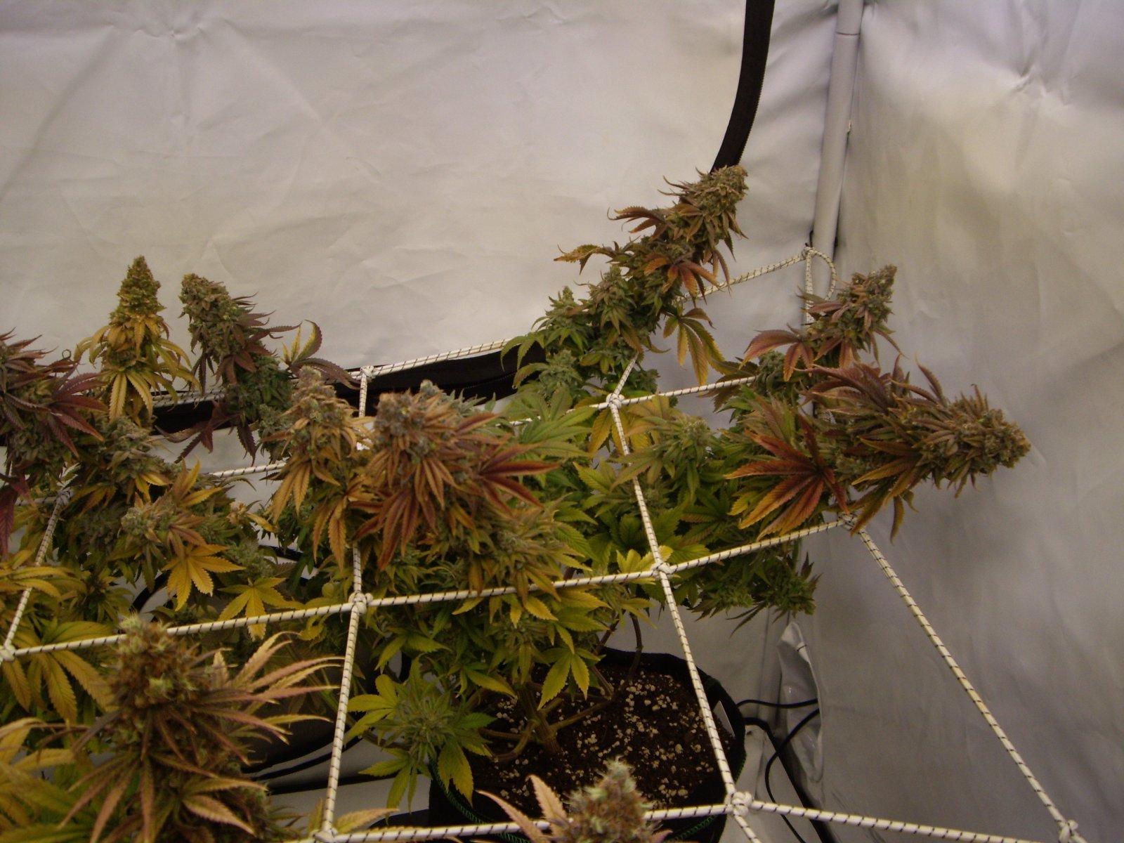 large.592555585_KandyKush.JPG.ee9e67de39d16f8558caf5a01d041790.JPG