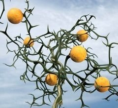 poncirus_trifoliata_01.jpg.d93ae1e87d133cddb673386e4123a457.jpg