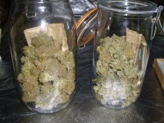 Critical Orange Punch