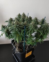 [Màj 8] [C+56, S+12 et F+49] - NL (2).jpg