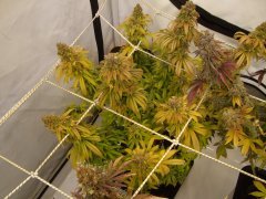 Acid Dough 12/12 Semaine 11